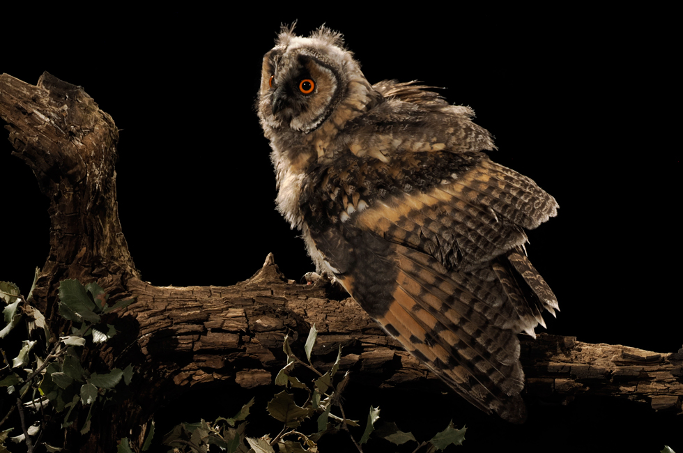 Imagen 22 de la galería de Búho Chico - Long-eared Owl